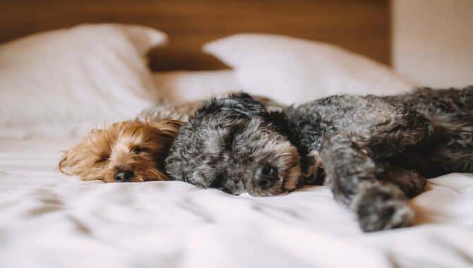 Dog Wagging Tail In Sleep- [ 4 Possible Reasons & Considerations ]