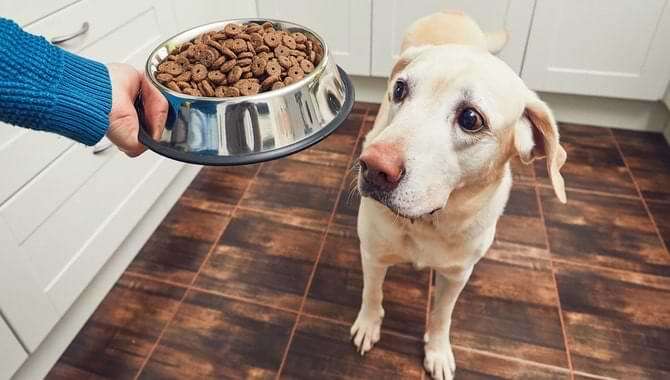 Why Does It Take Long For Dogs To Adjust To New Food