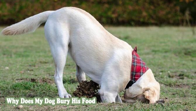 why do dogs bury food with nose