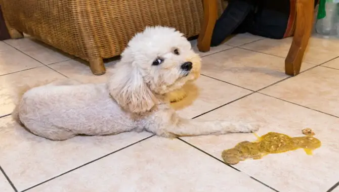 Why Does My Dog Vomit In The Middle Of The Night?