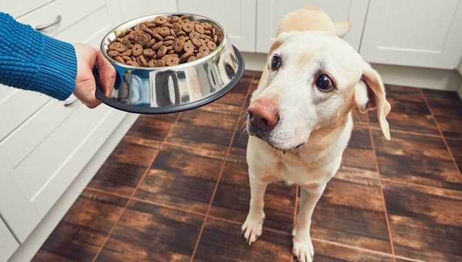 how long does it take for dogs to adjust to new food