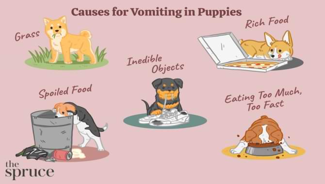 Why Puppies Vomit and How to Treat Them