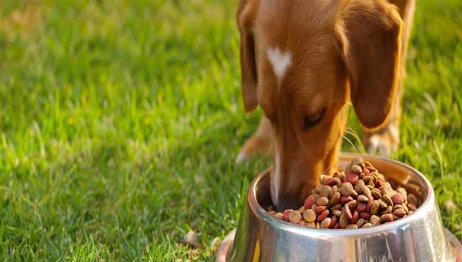 Why You Should Feed Your Puppy Twice A Day