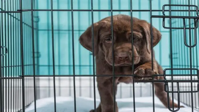 Why Your Puppy Goes Into Crate To Pee
