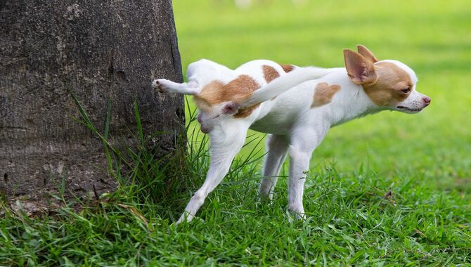 Why Does Dog Kicks Back Legs When Lying Down - 4 Reasons & Solutions