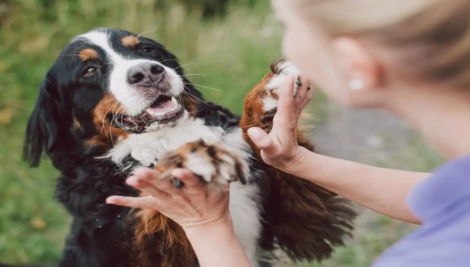 Dog Standing Still And Staring - 9 Exclusive Reasons