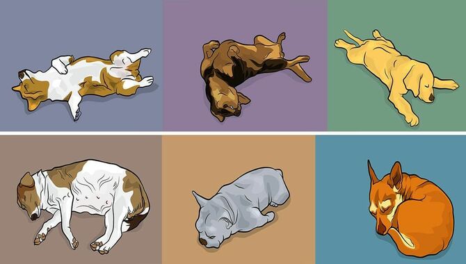 Your Dog's Sleeping Positions And Habits Tell A Lot About Them