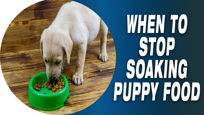 When To Stop Soaking Puppy Food