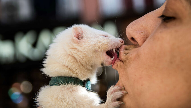 Are Dog Kisses Actually Signs of Affection