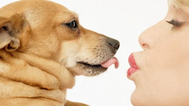 Can A Dog Kiss You