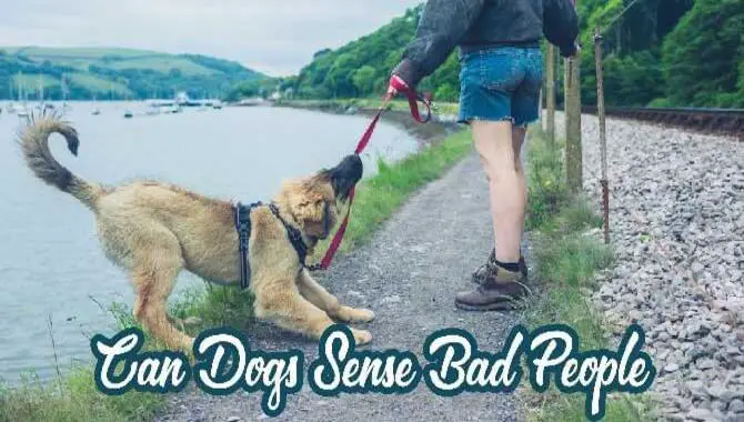 Can Dogs Sense Bad PeoplE