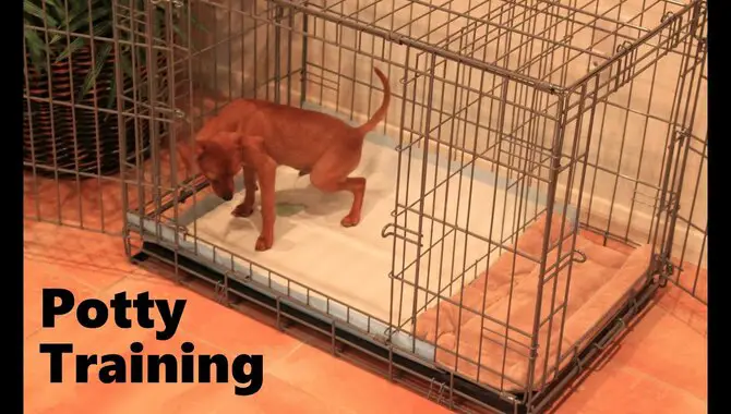 Crate and potty training