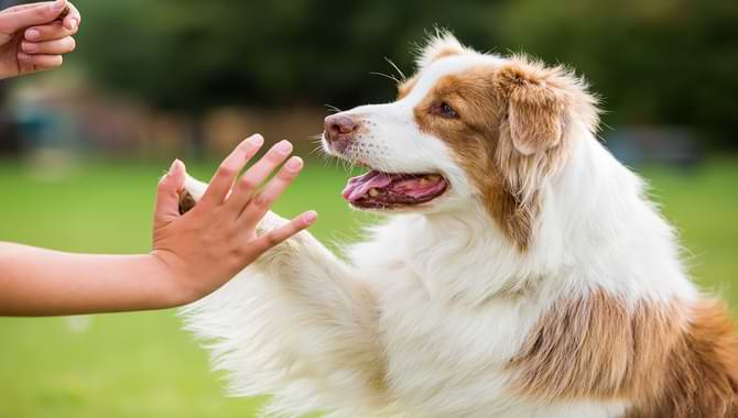 How Do Dogs Learn - 7 Key Advantages To Teaching Dogs