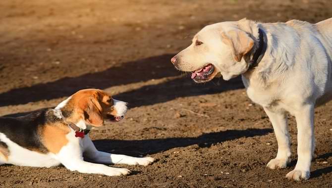 Dominance of Dog Behavior And Training