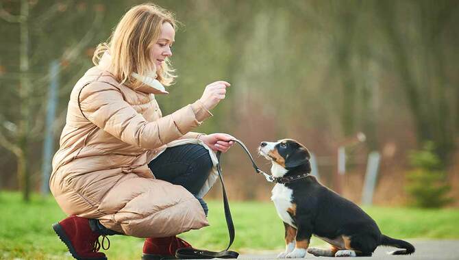 Essential Dog Commands To Teach Your Dog