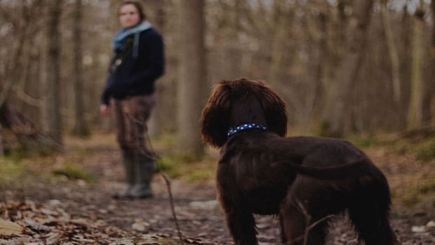 History Of Sensing Bad People By Dog