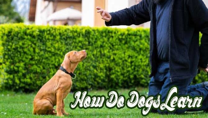 How Do Dogs Learn? [The Best Guide For Pet Owners]