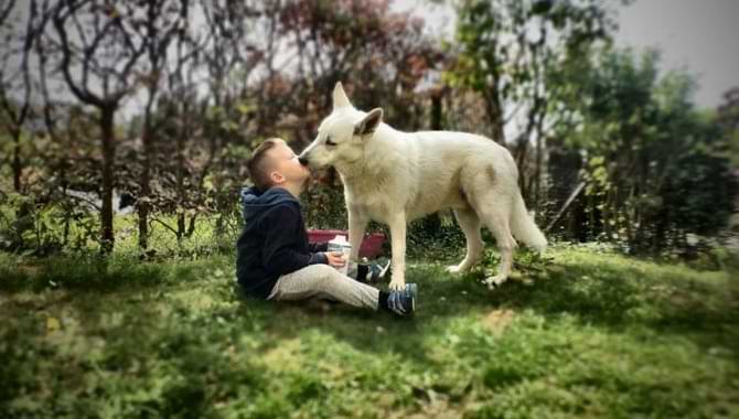 How Dogs Show Affection to One another Dog