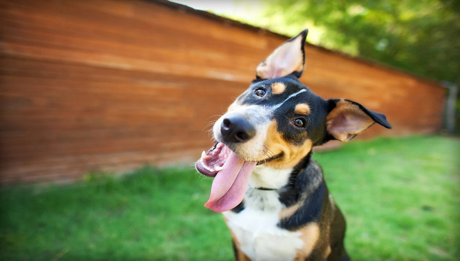 How Dogs Think and Learn About Human Behavior