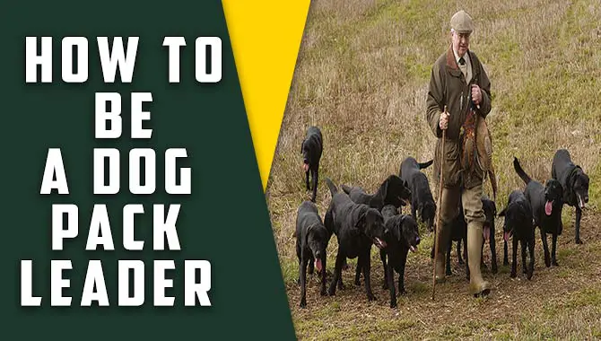 How To Be A Dog Pack Leader