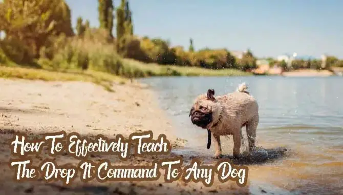 How To Teach The Drop It Command To Any Dog
