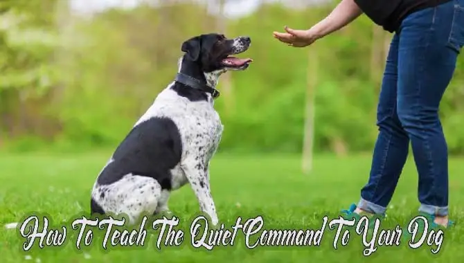 How To Teach The Quiet Command To Your Dog