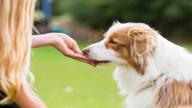 How To Teach The Quiet Command To Your Dog In 4 Easy Ways