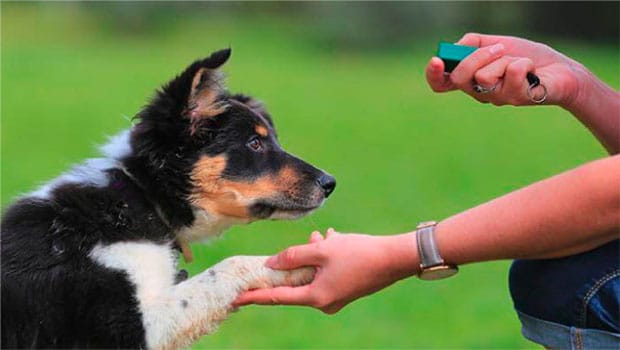 How Train A Dog To Respond To The Call