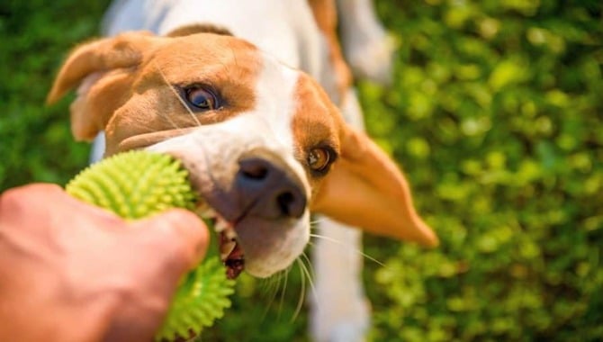 In 9 Easy Steps On How To Teach The Drop It Command To Any Dog