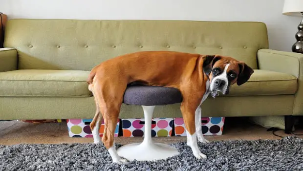 Make Sure To Not Allow Your Dog On Your Furniture