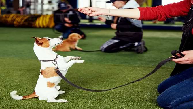 Puppy Behavior And Training Basics