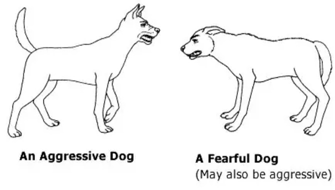 Signs of dog aggression