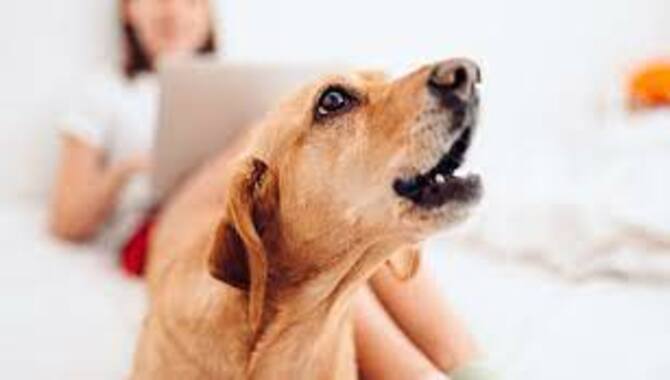 Some Effective Ways Of Keeping A Dog From Barking