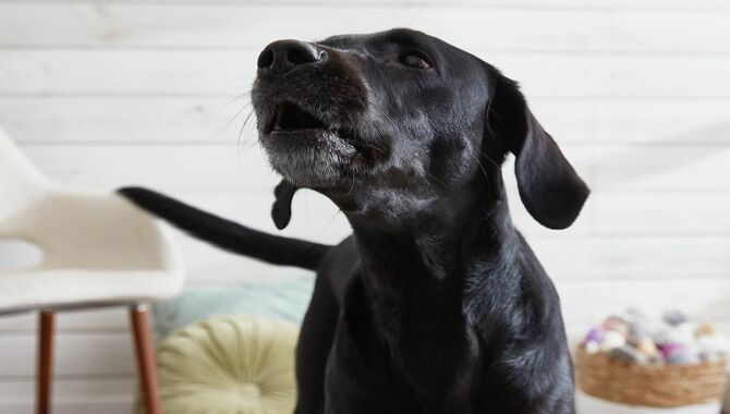 Training Your Dog to Speak and Quiet