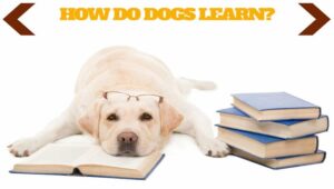 How Do Dogs Learn [7 Key Advantages To Teaching Dogs]