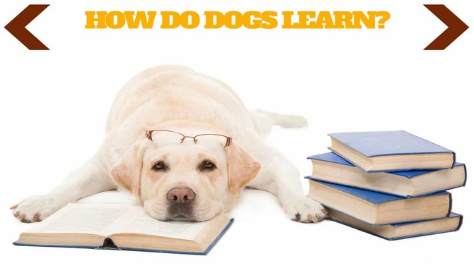 Understanding How Dogs Learn