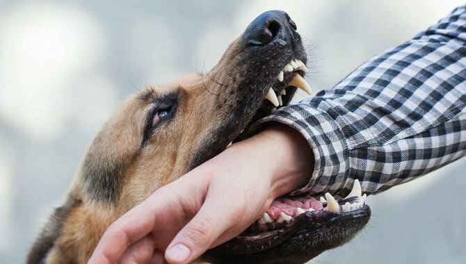 What Causes A Sudden Dog Attack And How Can It Be Prevented