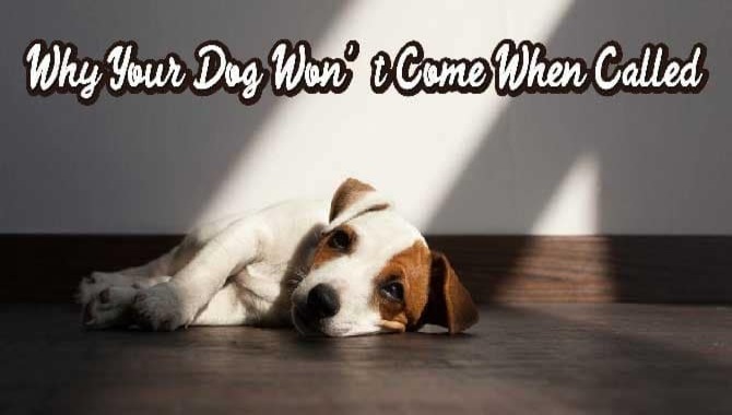 Why Your Dog Won't Come When Called