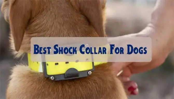 Best Shock Collar For Dogs