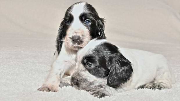 Are Blue Roan Spaniels Good Dogs