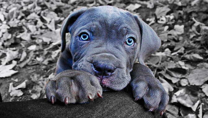Does Cane Corso Have Blue Eyes? [Know All The Details]