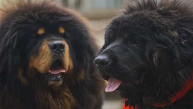 Double-Coated Tibetan Mastiff