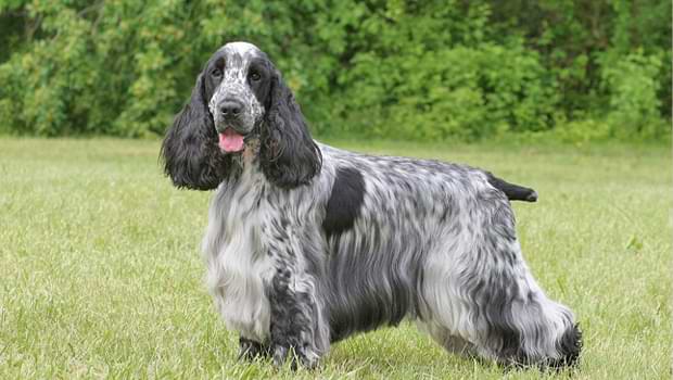 English Cocker Spaniel