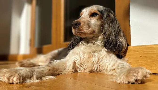 Health and Wellness of Roan Cocker Spaniels