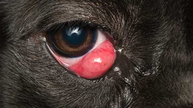 How Does Cane Corsos Get Cherry Eye