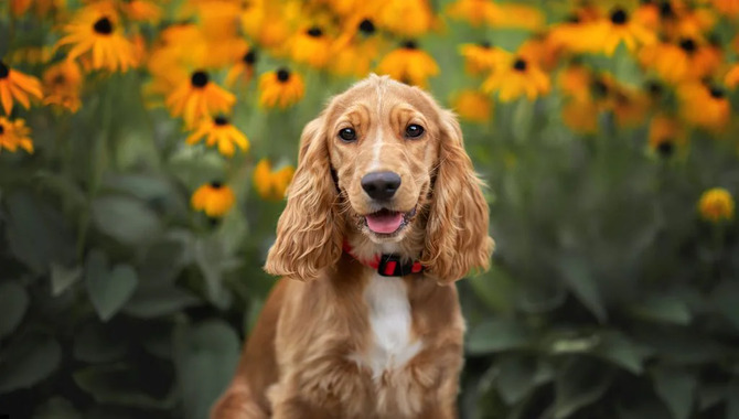 How Much Do Cocker Spaniels Shed - Details Guide