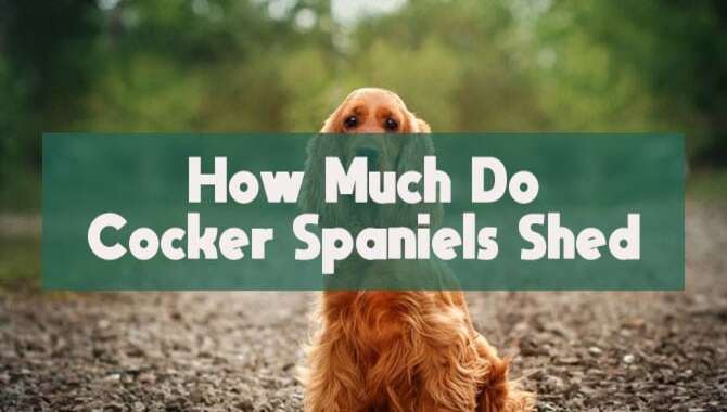 How Much Do Cocker Spaniels Shed