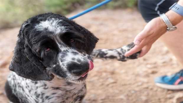 Identifying A Blue Roan Cocker Spaniel