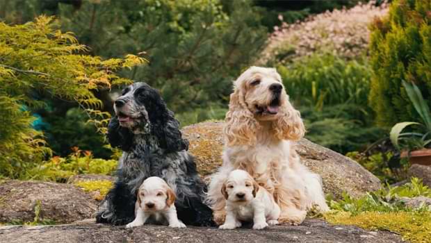 What Should You Do When Your Cocker Spaniel Sheds