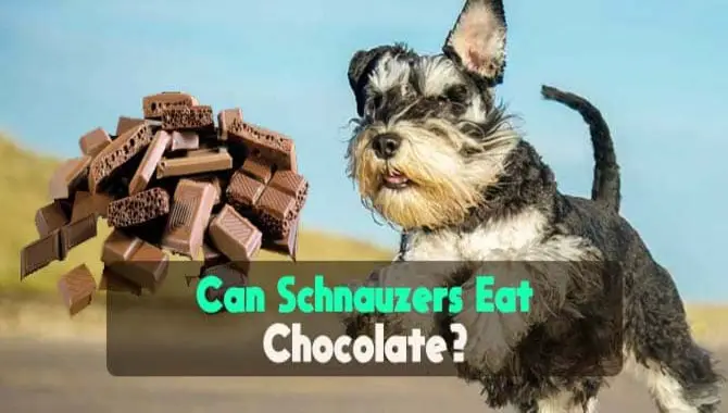 Can Schnauzers Eat Chocolate